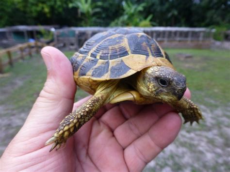 western hermann's tortoise